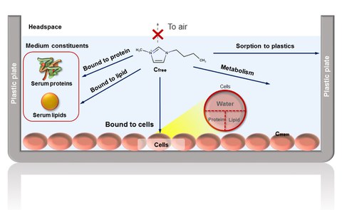 Ionic liquids partitioning in cell assays