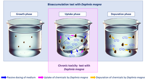 Verwendung von Daphnia magna bei der Bewertung der Bioakkumulation und chronischen Toxizität