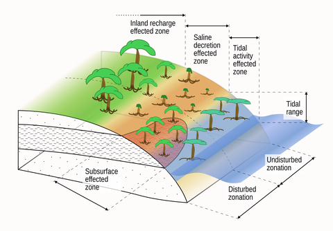 Typical mangrove zonation patterns hypothetically influenced by subsurface properties