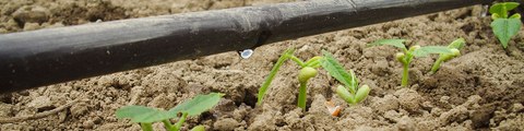 drip irrigation of beans