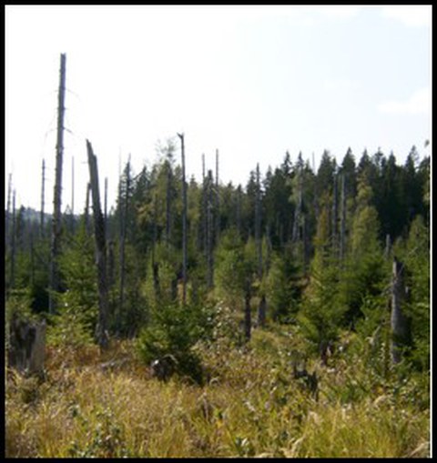 Bayerischer Wald