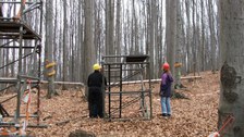 Buchenstandort Landberg Aufbau