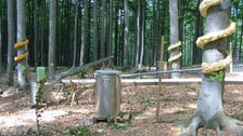 Buchenstandort Landberg Stammabfluss