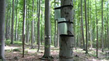 Buchenstandort Landberg Xylem