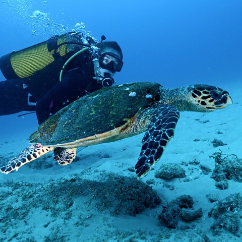 Unterwasserfoto Taucher mit Schildkröte
