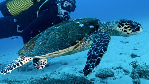 Unterwasserfoto Taucher mit Schildkröte