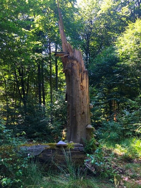 Totholz im Wald