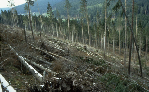 Windwurf an einem Waldhang