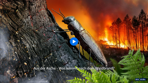Screenshot ARD Mediathek