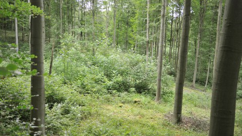 WAIKLIM