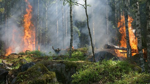 Forest Fire