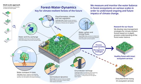 Forest Water Dynamics