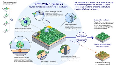 Forest Water Dynamics