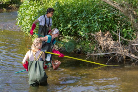 Elektrobefischung zur Fischbestandserhebung