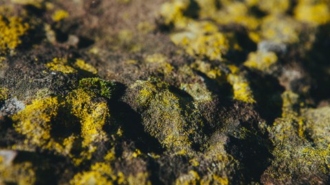 Das Foto zeigt eine Nahaufnahme von Steinen. Viele der Steine sind mit Moos überwachsen.