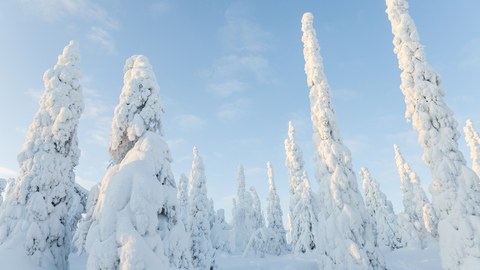 Winter landscape