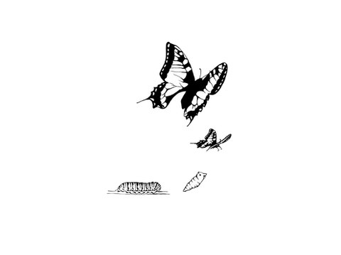 Metamorphosis