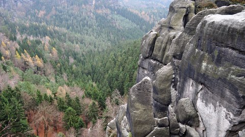 Wald Sächsische Schweiz von oben