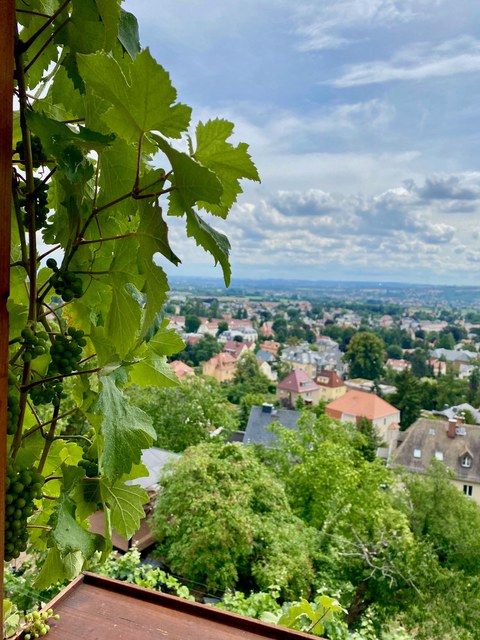 Weinrebe Besenschänke