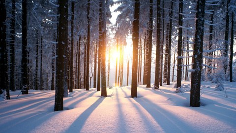 Das Foto zeigt einen Sonnenuntergang im verschneiten Winter im Wald.