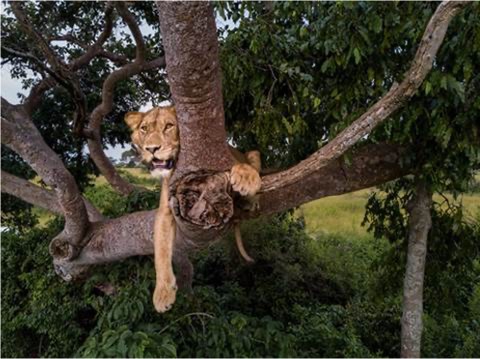 Ein weiblicher Löwe liegt auf einem Baum 