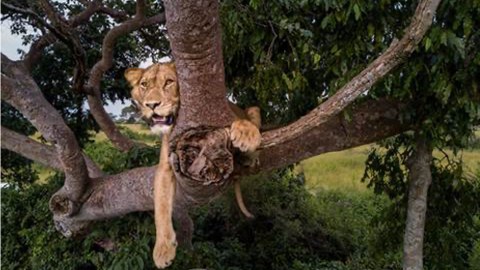 Ein weiblicher Löwe liegt auf einem Baum 