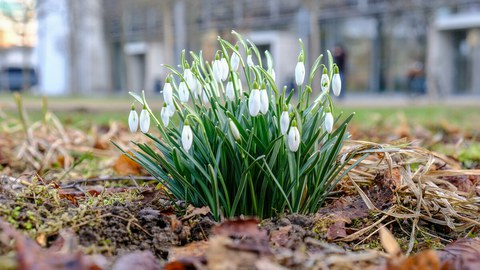 Schneeglöckchen Campus TU Dresden