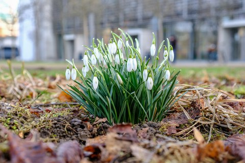 Schneeglöckchen Campus TU Dresden