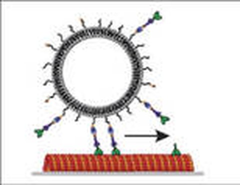 Membrane bound motors