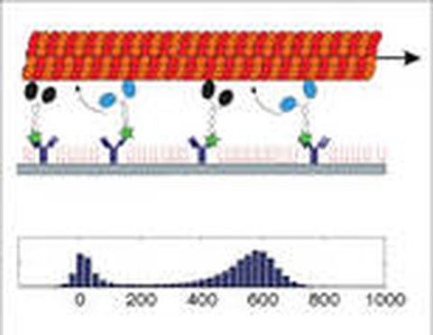 Unidirectional Transport