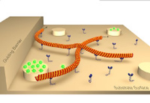 Microtubule  transport