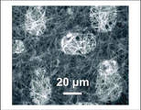 Microtubule Surface Mapping