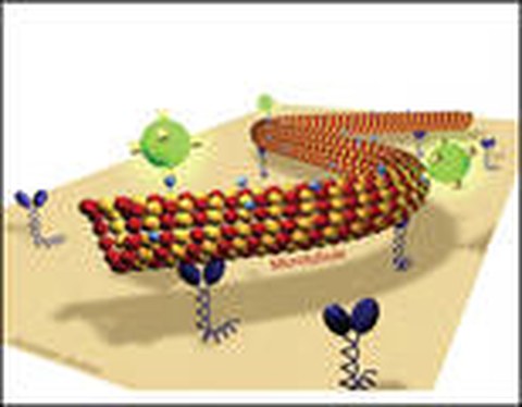 Microtubule Rotations