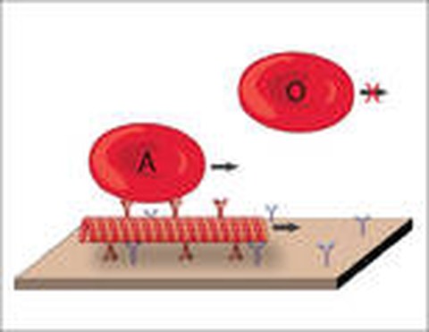 Red Blood Cell Detection