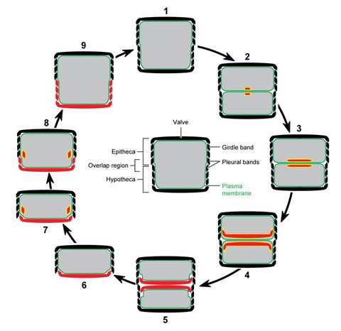 Diatom cell cycle