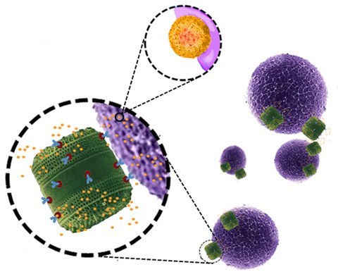 Drug Delivery    