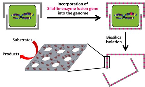 Enzyme immobilization