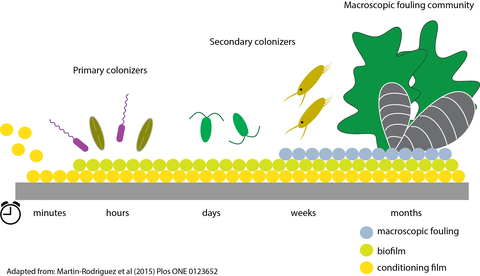 Marine Biofilm