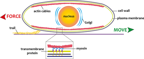 Diatom motility