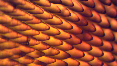 Cone lenses in horseshoe crab compound eye