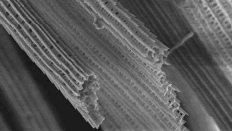 Scanning Electron Microscopy picture of butterfly wing part