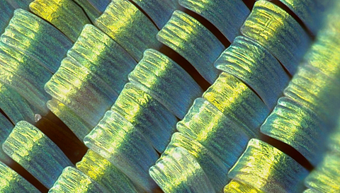 Scale multifocus col v2