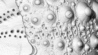 Part of sea urchin endoskeleton under high resolution microscope
