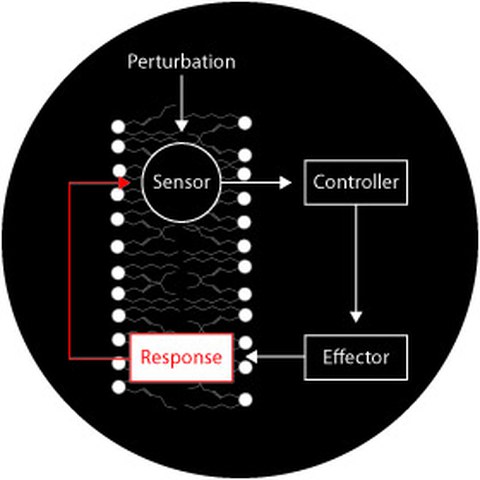 membrane response system