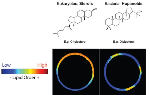 Phase Separation: Eukaryotes vs. Bacteria