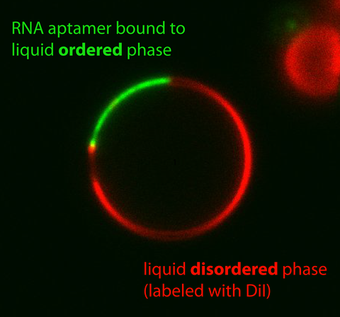GUV - RNA aptamer bound to liquid ordered phase