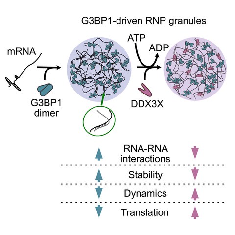 Scheme showing G3BP condensates forming RNA-RNA interactions and DDX3X dissolving those