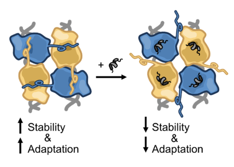Destabilised synaptic Complex