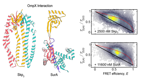 Chaperone interaction of OmpX