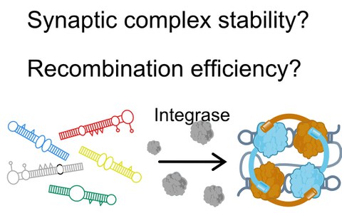 attCs forming a synaptic complex